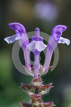 Alpine skullcap Scutellaria alpina, tubular pinkish-purple flowers photo