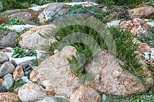 alpine slide with rocks, beautiful, different, natural, green plants, snow in winter