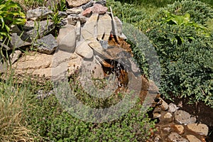 Alpine slide with stones, various ornamental plants and a waterfall