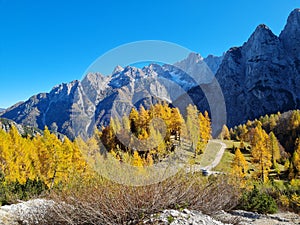 Alpine slope with golden colored larch trees in front of rocky limestone peaks