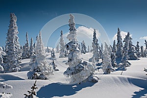 Alpine slope with pine tree