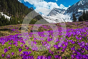 Alpine slopes with purple crocus flowers and snowy mountains, Romania