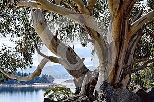 Alpine 'Snow Gum' on the shores of Lake Jindabyne in Australia's Snowy Mountains region