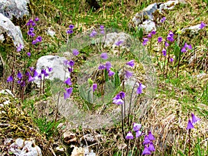 alpine snowbell or blue moonwort (Soldanella alpina
