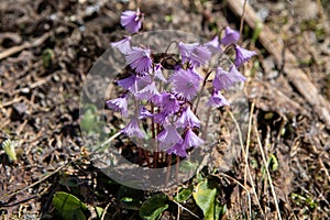 Alpine snowbell or blue moonwort (Soldanella alpina photo