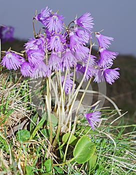 Alpine Snowbell - Soldanella alpina photo