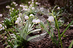 Alpine snowdrops - blurred spring flowers, forest background