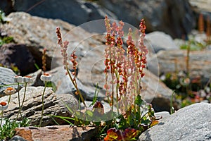 Alpine sorrel