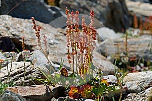 Alpine sorrel