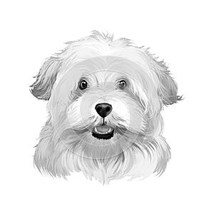 Alpine Spaniel dog digital art illustration in black and white colors. Spaniel large dog notable for its thick curly coat, curlier