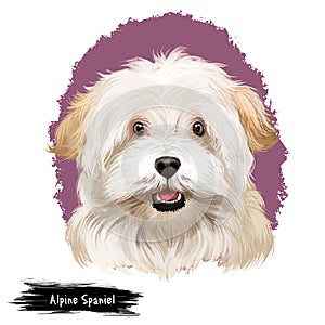 Alpine Spaniel dog digital art illustration isolated on white background. Spaniel large dog notable for its thick curly