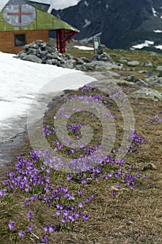 Alpine springtime photo