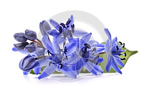 Alpine squill flowers