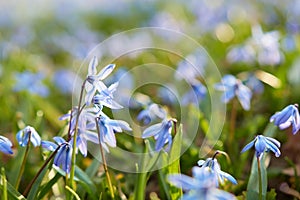 The Alpine squill Scilla bifolia purple blue flower searching for sunlight in a meadow at spring time