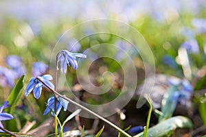 The Alpine squill Scilla bifolia purple blue flower at sunset in a meadow at spring time