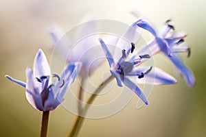 Alpine squill (Scilla bifolia) on a spring mountain meadow