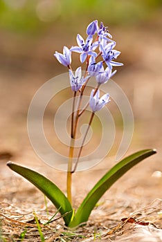 Alpine squill (Scilla bifolia) on a spring mountain meadow