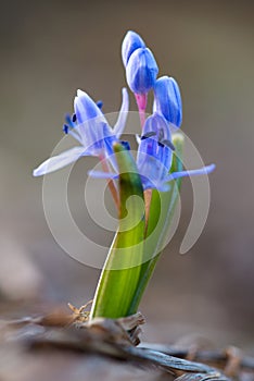 Alpine squill (Scilla bifolia) on a spring mountain meadow