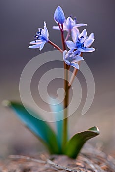 Alpine squill (Scilla bifolia) on a spring mountain meadow