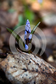 Alpine squill in a spring beech forest