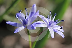 Alpine squill or two-leaf squill blue flower