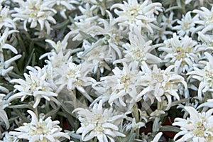 Alpine star flower close up detail