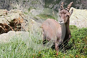 Alpine steinbock in Italian mountains