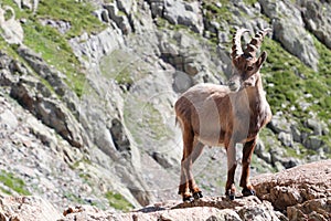 Alpine steinbock in Italian mountains