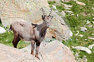 Alpine steinbock in Italian mountains