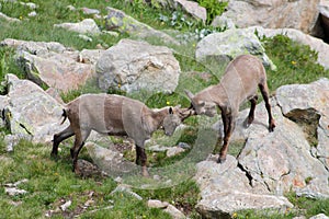 Alpine steinbocks fighting in Italian mountains