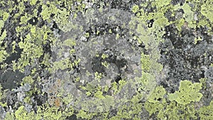 Alpine stone with green grey and black lichen