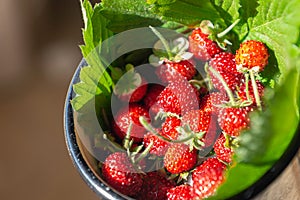 Alpine strawberries, a healthy snack home-grown in a container photo
