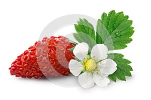 Alpine strawberry (Fragaria vesca) photo