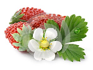 Alpine strawberry (Fragaria vesca) photo