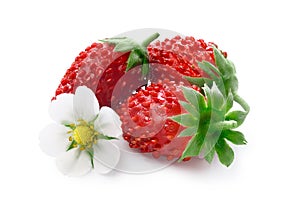 Alpine strawberry (Fragaria vesca) photo