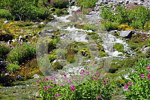 Alpine Stream at Mount Rainier National Park