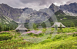 Alpine style landscape in the summer. Wooden houses on a meadow with flowers. High Tatra Mounitains in the background