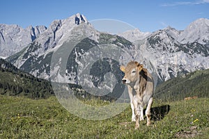 Alpine summer in the Karwendel Mountains