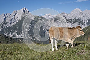 Alpine summer in the Karwendel Mountains