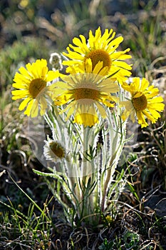 Alpine Sunflower back lit.