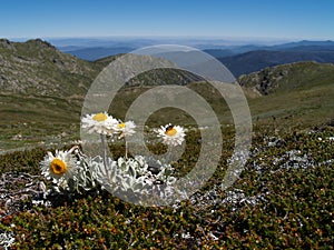 Alpine sunray