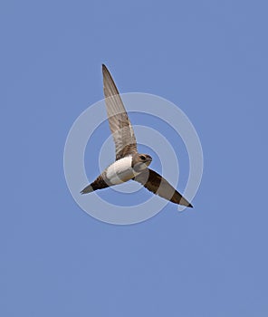 Alpine Swift