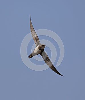 Alpine Swift