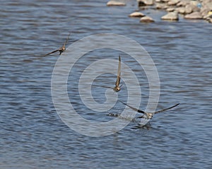 Alpine Swift