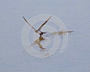 Alpine Swift