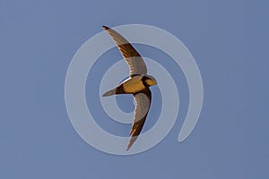 Alpine Swift Apus Melba Andorinhaoreal