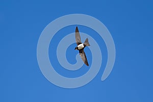 Alpine Swift in blue sky