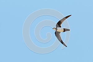 An Alpine Swift, Tachymarptis melba, in flight.