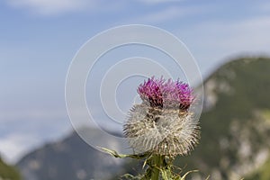 Alpine thistle (Carduus defloratus)