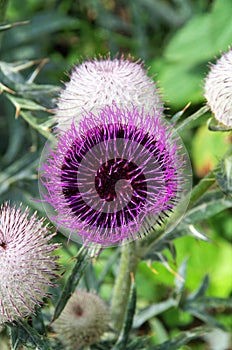 Alpine Thistle flower